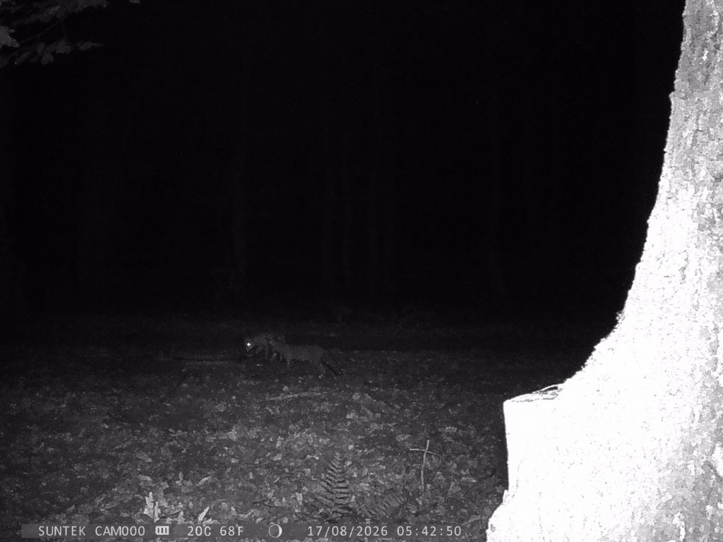 Renards